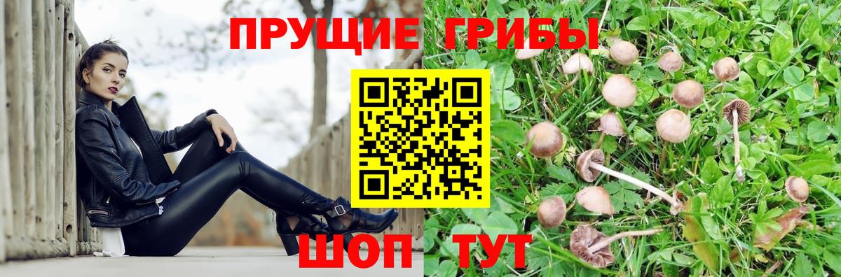 Псилоцибиновые грибы мицелий Кириши